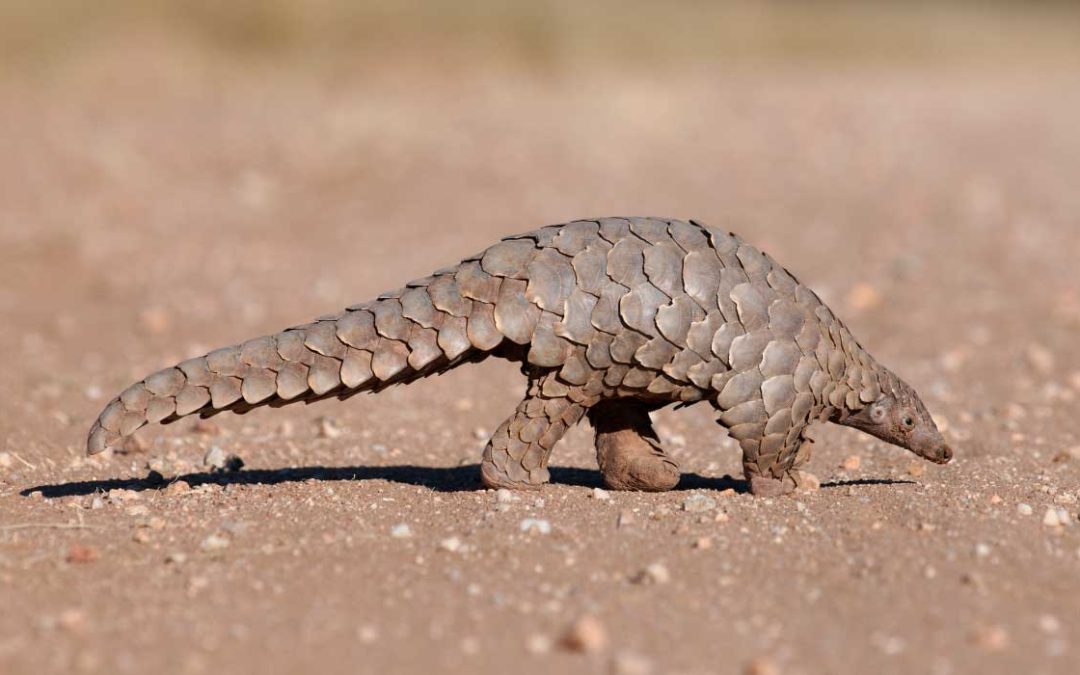 Time for China to save the Pangolin