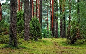 The Hidden Carbon Cost of Forest Management