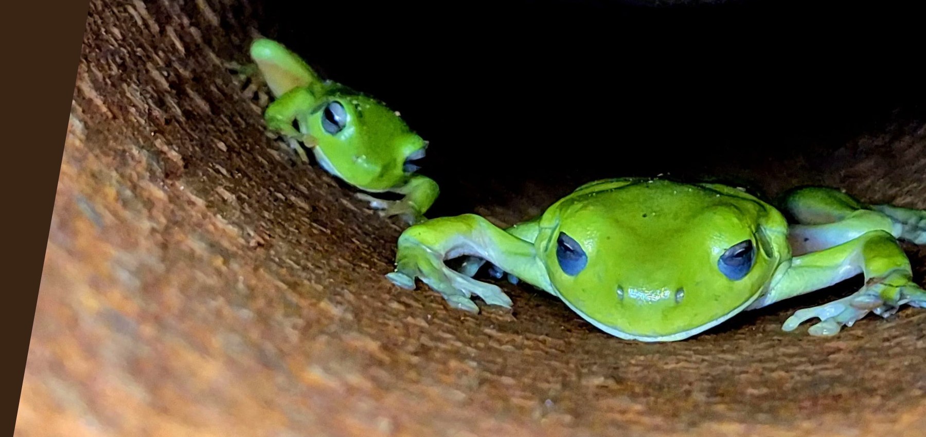Green tree frogs in a monitoring bore casing